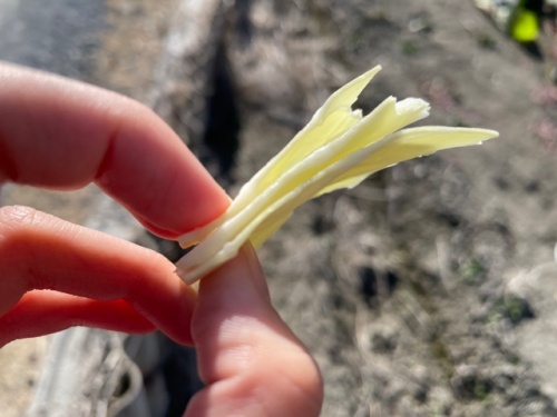 大きいキャベツ