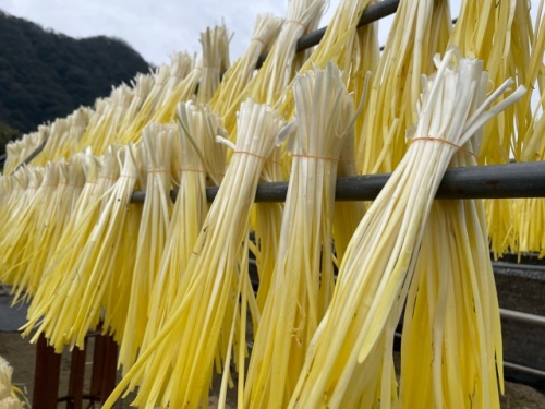 天日干しにした黄ニラ