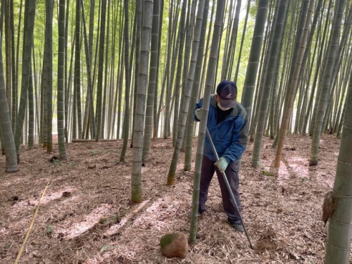 タケノコを収穫する蛭田さん