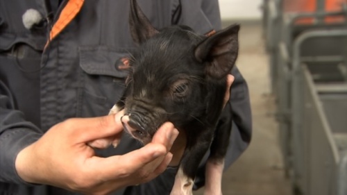 農産物紹介 JAグループ岡山 笑味（えみ）ちゃん天気予報 | RSK山陽放送