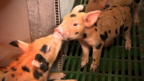 農産物紹介 JAグループ岡山 笑味（えみ）ちゃん天気予報 | RSK山陽放送