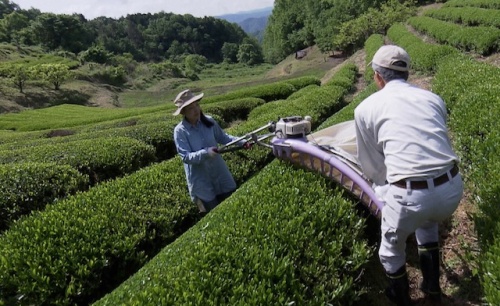 標高400メートル以上で栽培される茶葉