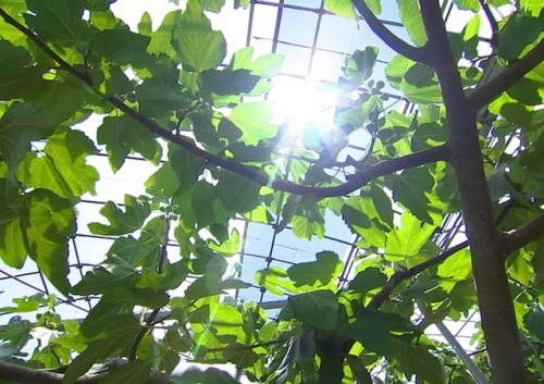 カンカン照りの太陽が差し込む