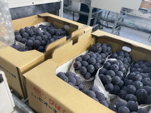 箱に詰められた天空の実り