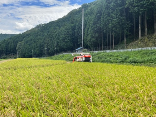 西粟倉村の早期出荷米