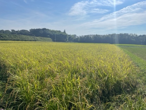岡山県奈義町で作られるお米
