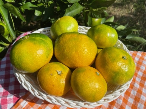 農産物紹介 JAグループ岡山 笑味（えみ）ちゃん天気予報 | RSK山陽放送