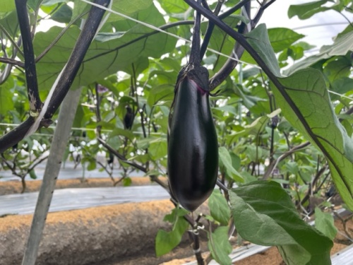 農産物紹介 JAグループ岡山 笑味（えみ）ちゃん天気予報 | RSK山陽放送