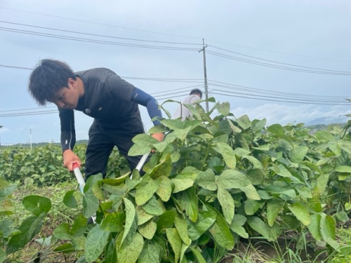 作業するきしもと農園のみなさん
