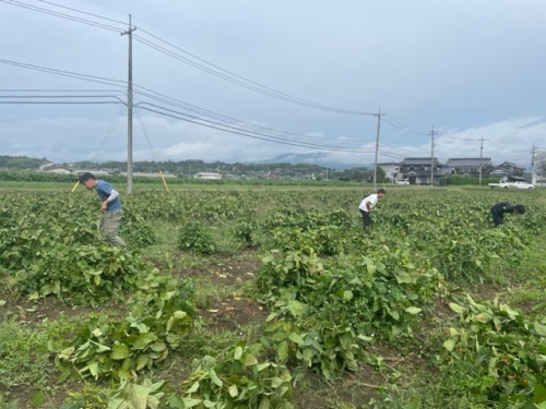 作業するきしもと農園のみなさん