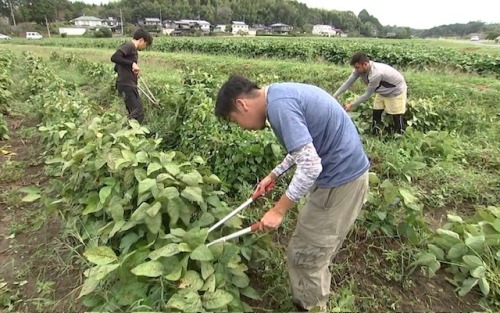 枝豆を収穫するきしもと農園のみなさん