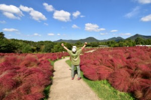 古希やっ！コキア！！