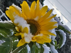 初雪とコラボレーション