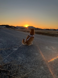 初日の出を愛犬と