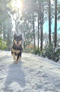 雪の日のお散歩