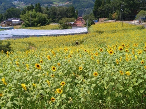 夫婦岩のひまわり