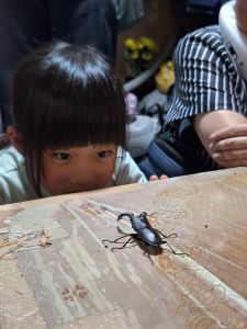 ノコギリクワガタ