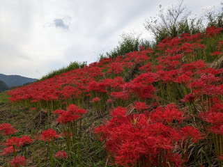 満開のヒガンバナ | 赤磐市 岡山8940さん