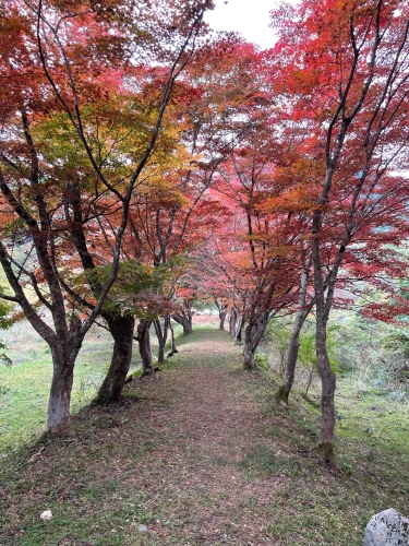 紅葉 | 岡山市 マーさん