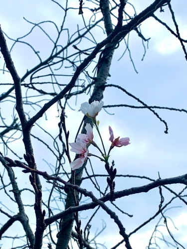 季節外れの桜 | 高松市　ひよひよさん