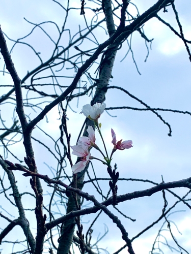 季節外れの桜 | 高松市 ひよひよさん