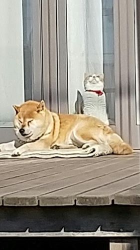 いい天気だにゃん | 浅口市 にゃん太郎さん