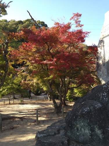 少し遅めの紅葉 | 倉敷市 けいこさん