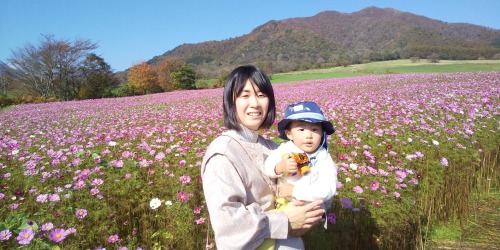 蒜山で満開のコスモス | 岡山市 那須さん