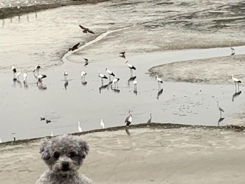 幸福の鳥と犬ちゃん | 東かがわ市 小西さん