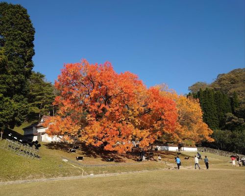 楷の木の紅葉 | 備前市 土橋さん
