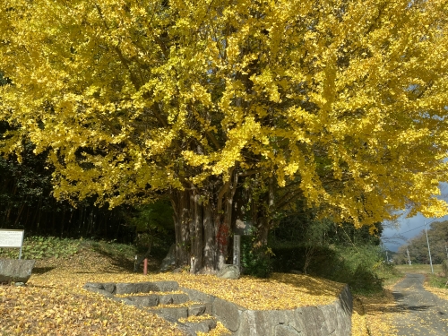 河原の大イチョウ | 勝央町　コムママさん