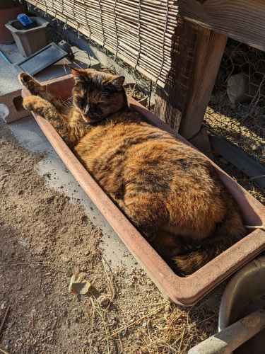 プランター猫 | 岡山市 バンドマスターさん