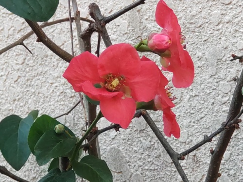 ボケの花 | 岡山市 黒さん