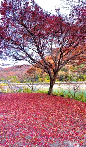 紅の絨毯 | 井原市 ゆーとんさん