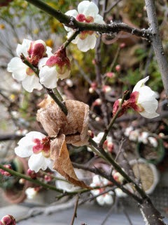カマキリの卵と梅の花 | 倉敷市　まるちゃんさん