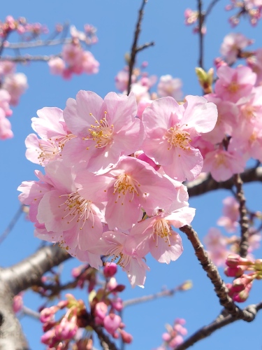 河津桜開花宣言! | 岡山市 横山さん
