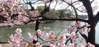河津桜と白鳥 | 倉敷市 まごこうきさん