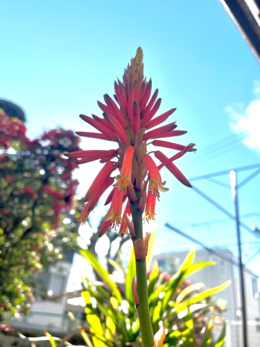 アロエの花っ?! | 岡山市 ゆうちゃんさん