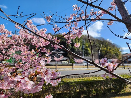 満開の河津桜 | 岡山市　高畑さん