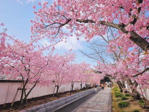 河津桜咲く参道 | 岡山市　河西さん