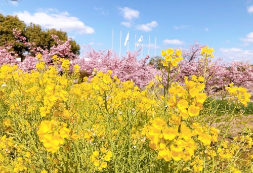 菜の花と河津桜のコラボ | 倉敷市　ココ姉さん