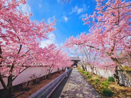 河津桜咲く参道 | 岡山市　河西さん