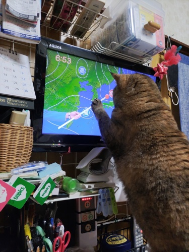 天気が気ににゃる | 岡山市　石原さん