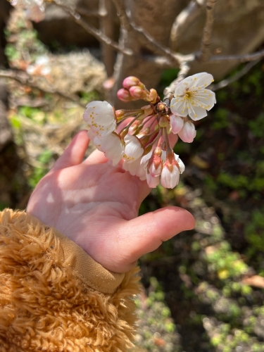 さくらんぼの花 | 岡山市 佐々木さん
