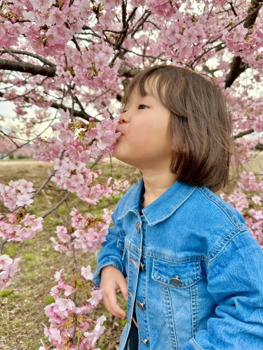 はじめての河津桜 | 倉敷市 えまちゃんさん