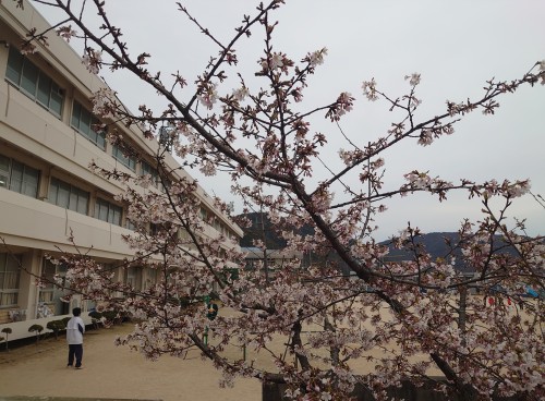 春到来、桜開花 | 備前市　土橋さん