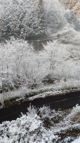 桜満開 | 高梁市　常松さん