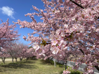 河津桜 | 総社市　ななさん