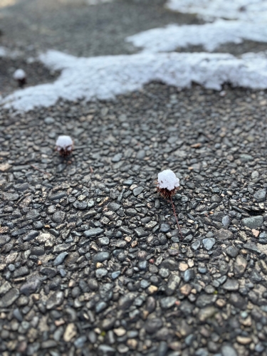 モミジバフウに雪帽子 | 岡山市　谷さん