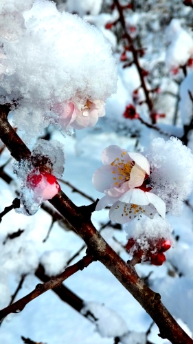 なごり雪 | 高梁市　黒岩さん